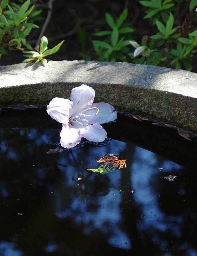 Flower Photograph - Still Waters by Marilyn Wilson