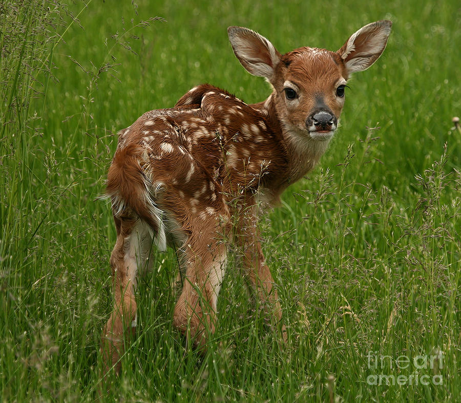 Still wet behind the ears Photograph by Scarlett Images Photography ...