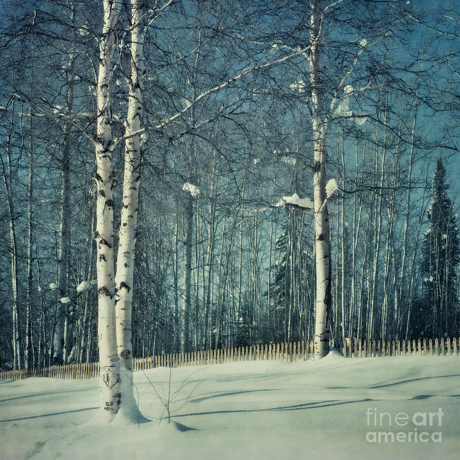 Winter Photograph - Still Winter by Priska Wettstein