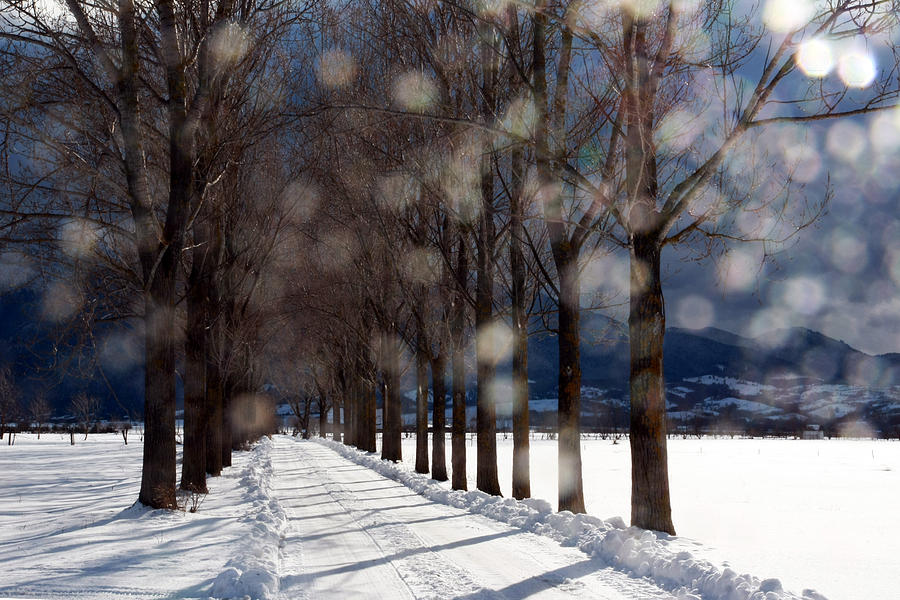 Winter Photograph - Stillness by Ioan Adrian Arcas