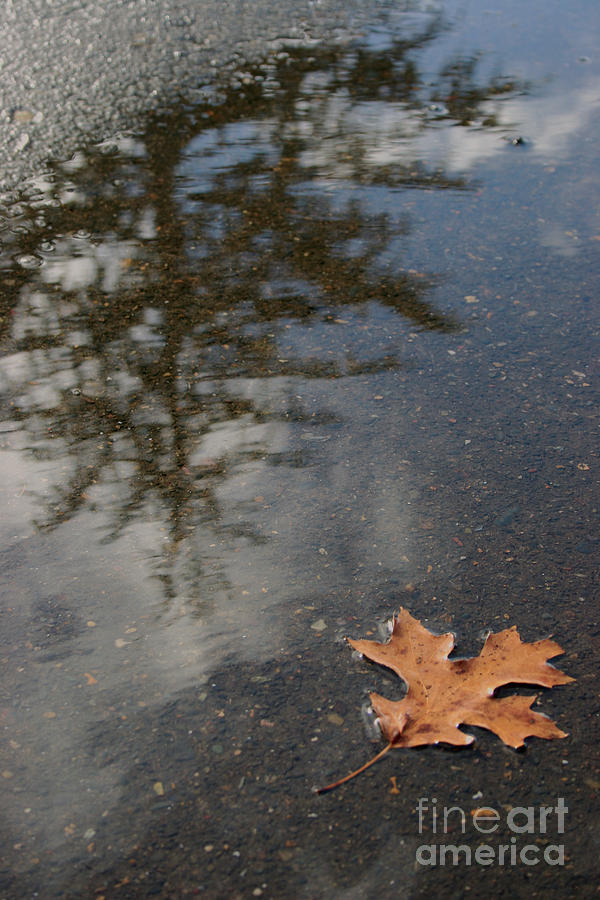 Stillness Photograph by Jeanette French