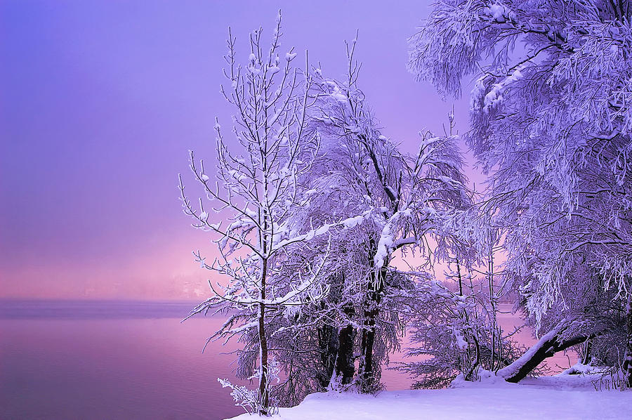 Winter Photograph - Stillness by Norbert Maier