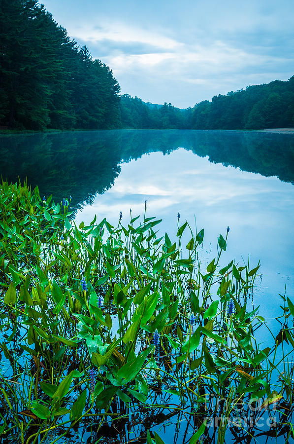 Stillness on Schreeder Pond Photograph by JG Coleman