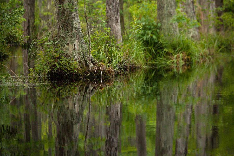 Stillness Swamp Photograph by Karol Livote