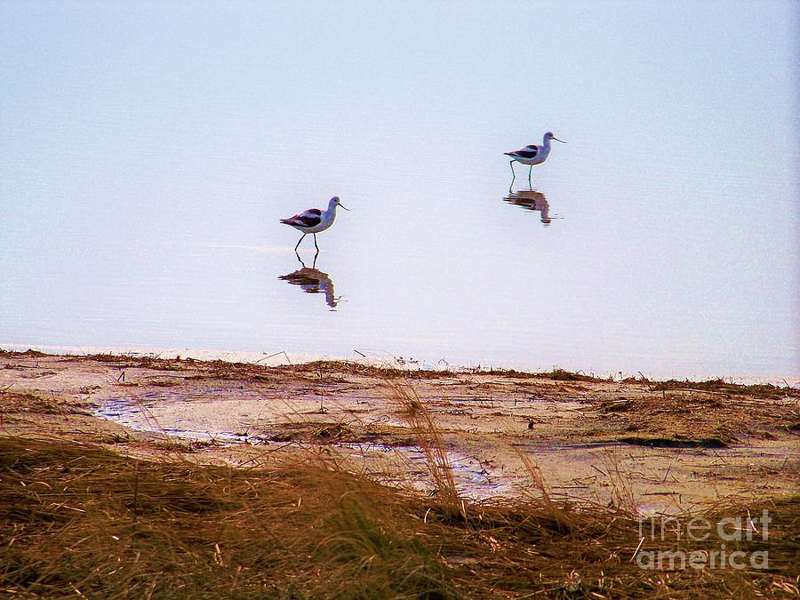 Bird Photograph - Stilt Birds by Chuck Hicks