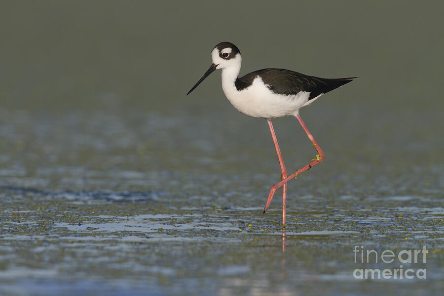 Nature Photograph - Stilt in duckweed by Bryan Keil