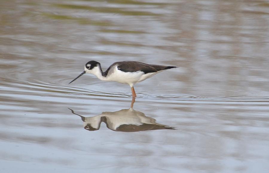 Stilt Reflected Photograph by Jill Baum - Fine Art America