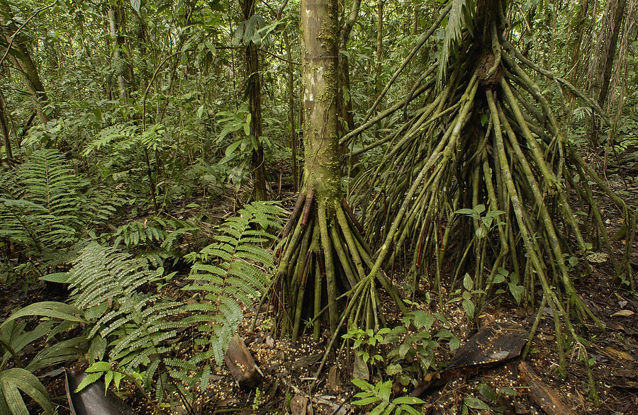 Stilt Roots In The Rainforest Ecuador Photograph by Pete Oxford