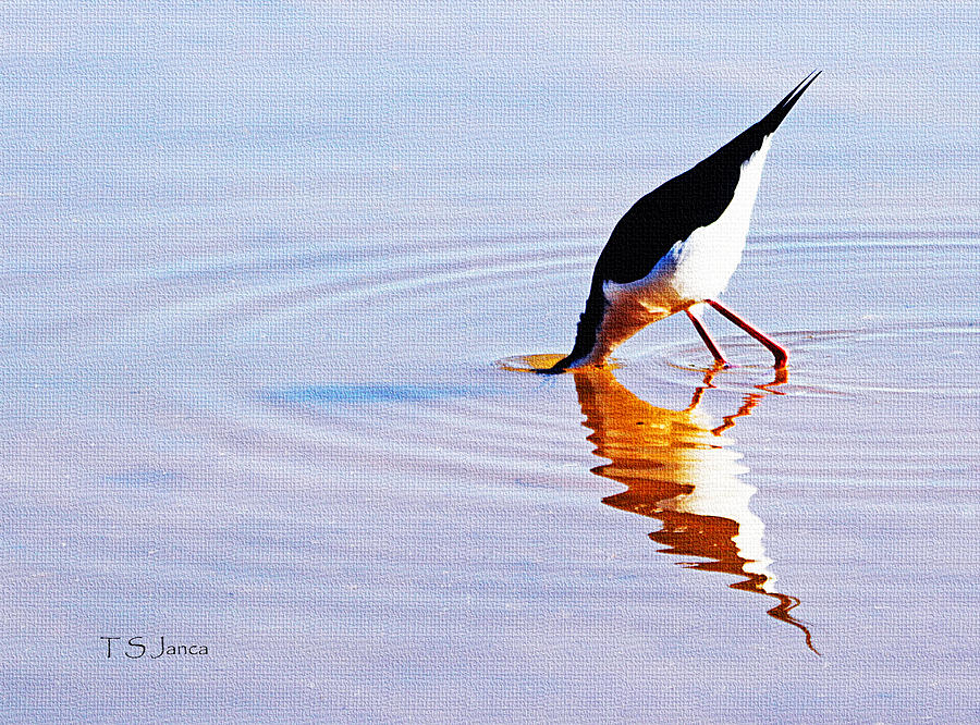 Stilt Tipping And Dipping Photograph by Tom Janca