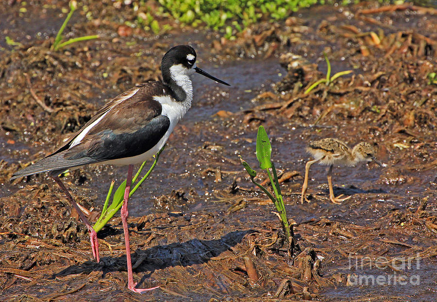 Stilt with chick Photograph by Larry Nieland