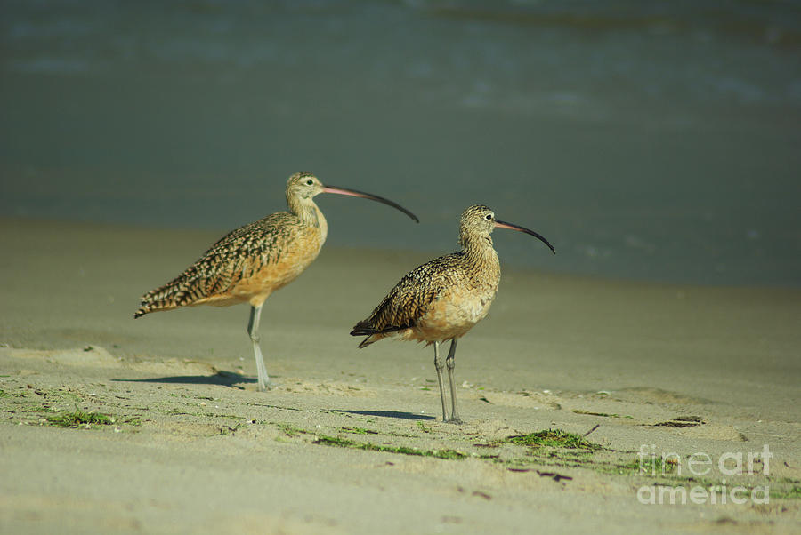 Shorebirds Photograph - Stilts 1.4358 by Stephen Parker
