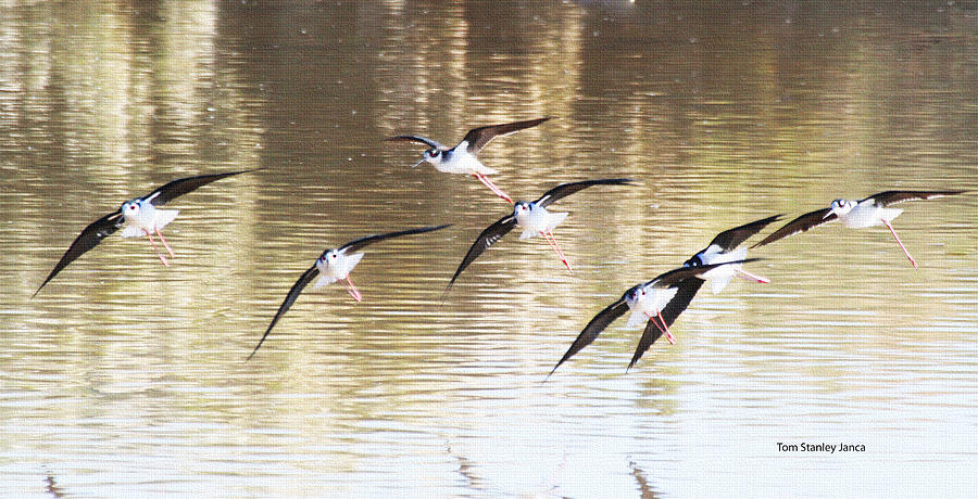 Stilts Landing At The Pond Photograph by Tom Janca