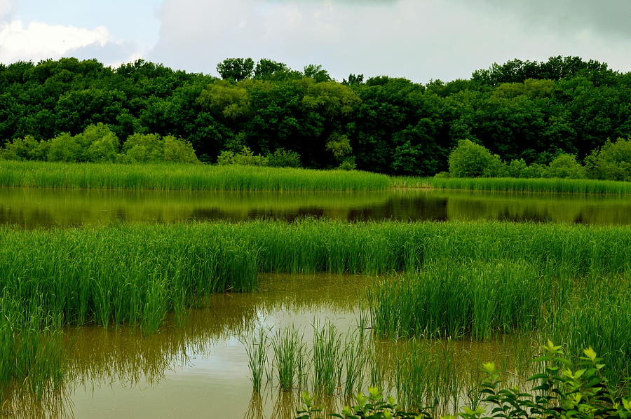 Stinchcomb Wildlife Refuge Photograph by Virginia Forbes - Pixels