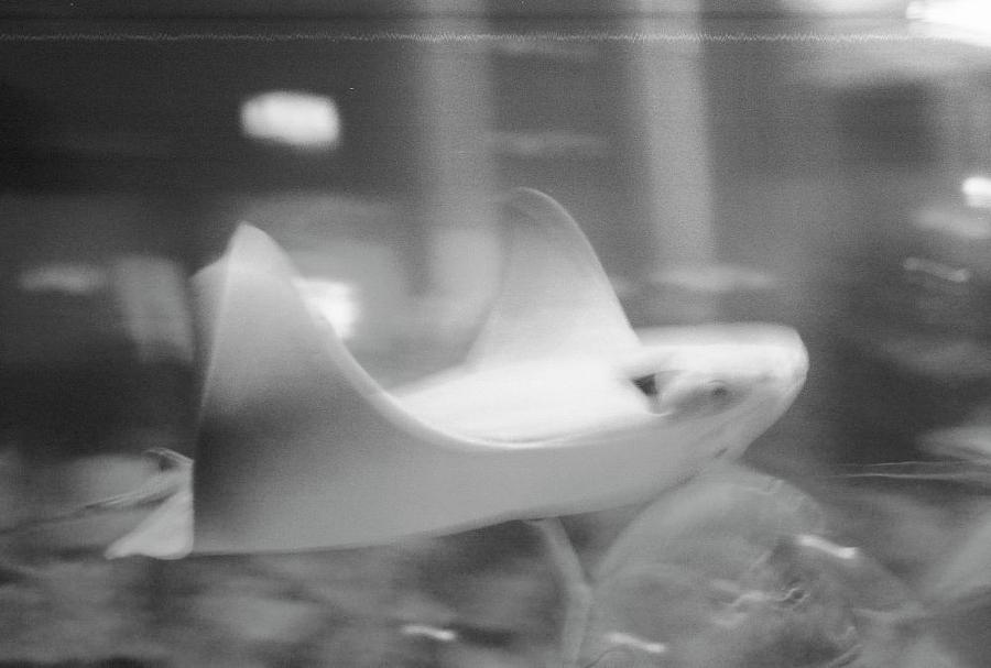 Sting Ray Photograph by Samantha Lusby