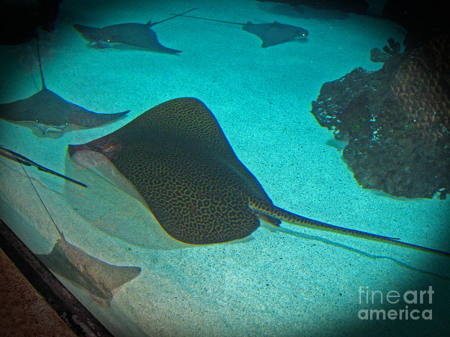 Sting Rays Photograph by Connie Fox