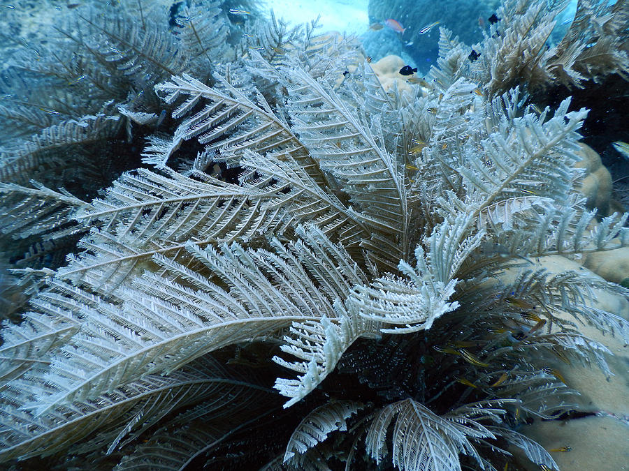 Stinging Hydroid Photograph by Carleton Ray
