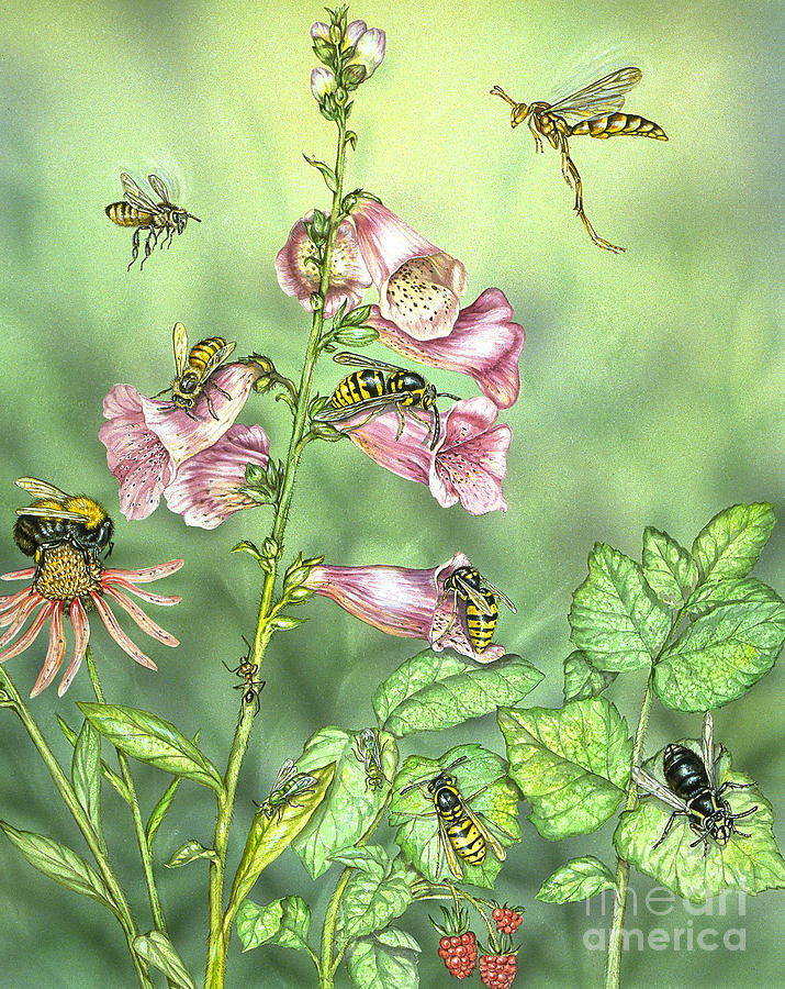 Stinging Insects In Garden Scene Photograph by Laurie OKeefe