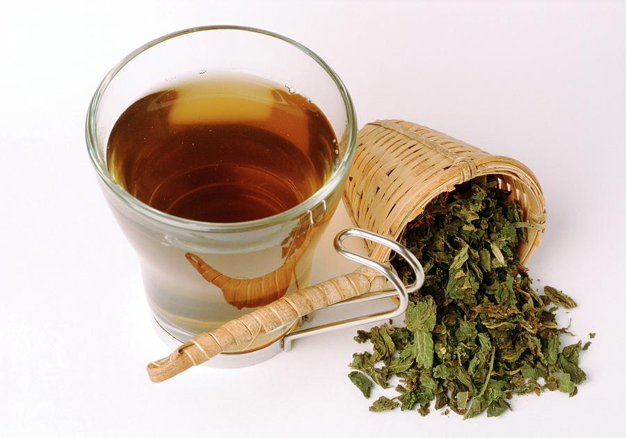 Stinging Nettle Tea Photograph by Th Fotowerbung/science Photo Library