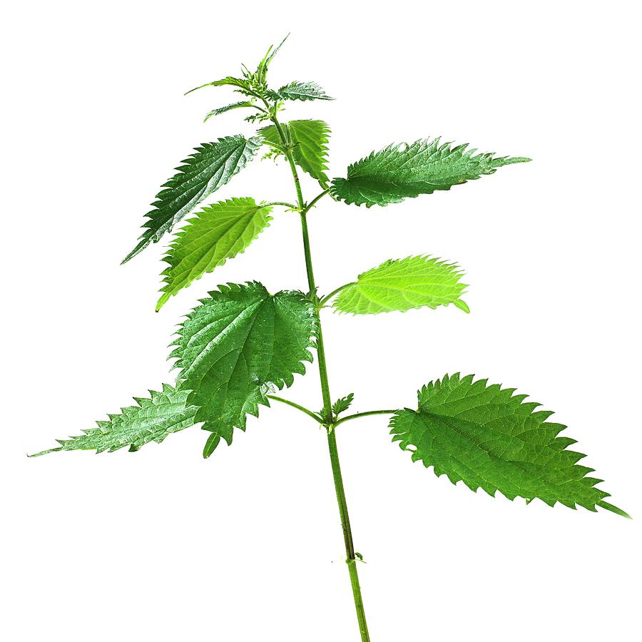 www.photomacrography.net :: View topic - Urtica dioica, nettles