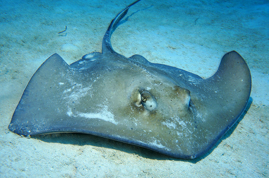 Stingray Photograph by Aaron Whittemore
