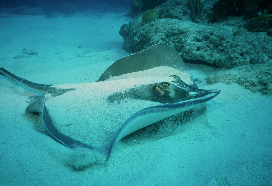Stingray Photograph by Jim Edds/science Photo Library
