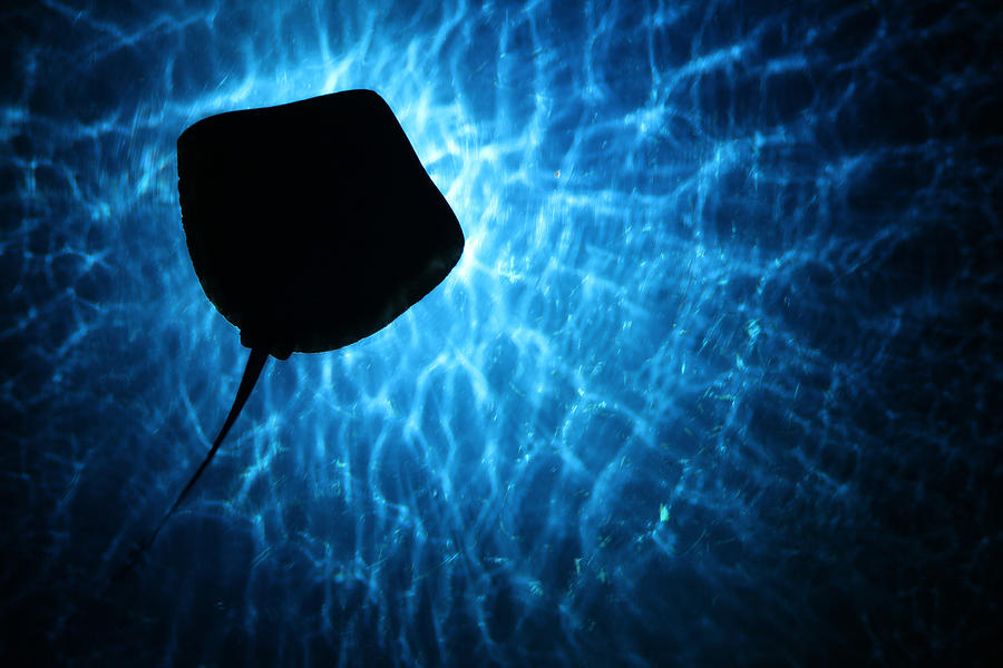 Stingray Silhouette Photograph by Donna Corless