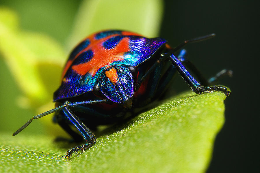 Stink bug 007 Photograph by Kevin Chippindall
