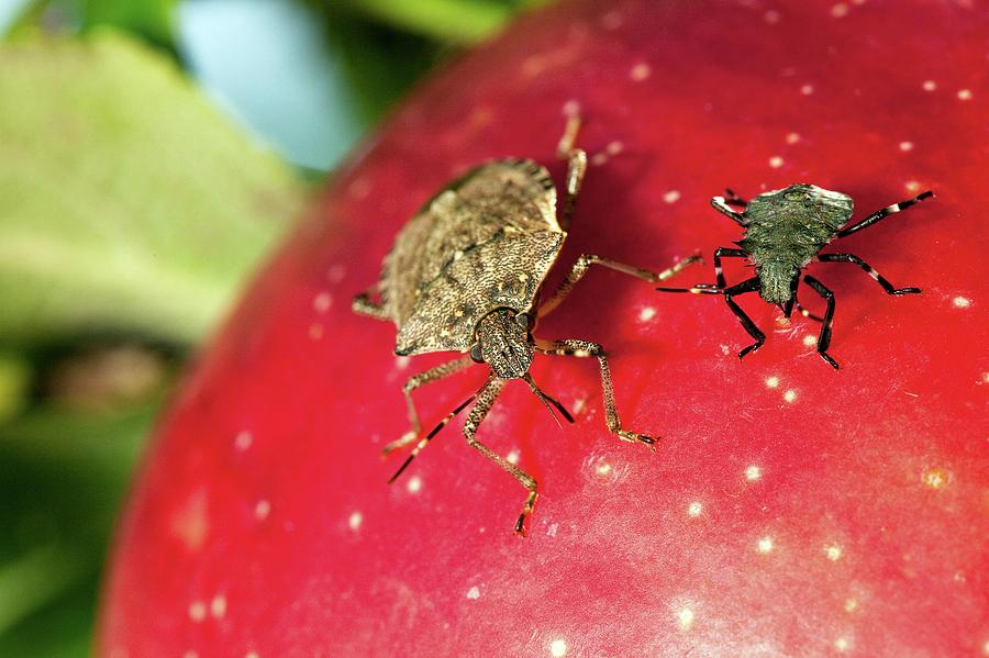 Nature Photograph - Stink Bug Adult And Nymph by Stephen Ausmus/us Department Of Agriculture