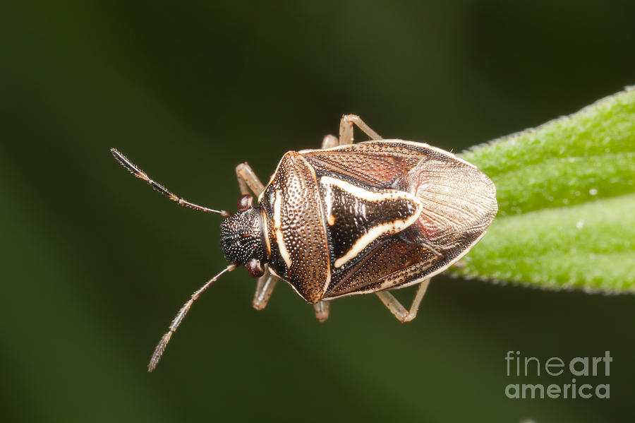 Stink Bug Photograph by Clarence Holmes