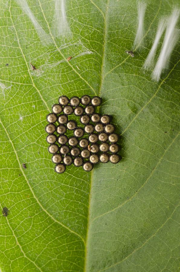 Mold That Looks Like Bug Eggs