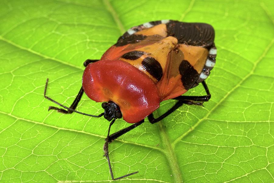 Nature Photograph - Stink Bug by Philippe Psaila/science Photo Library