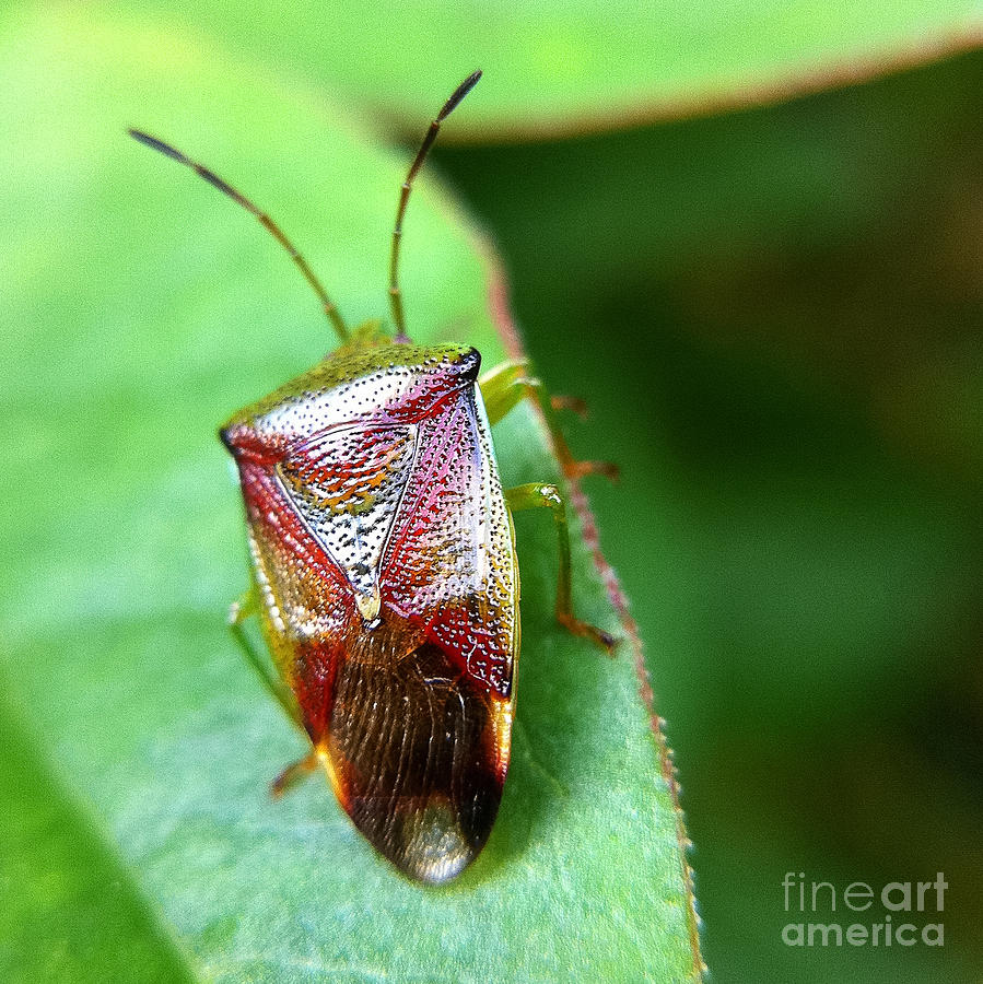 Stink Bug Photograph by Susan Serna