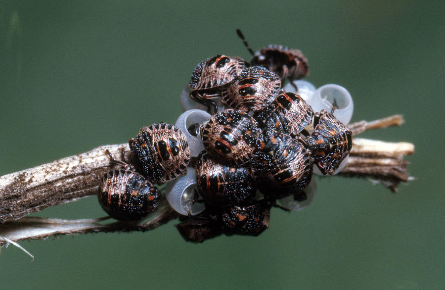 Stink Bugs Hatching Photograph by Harry Rogers