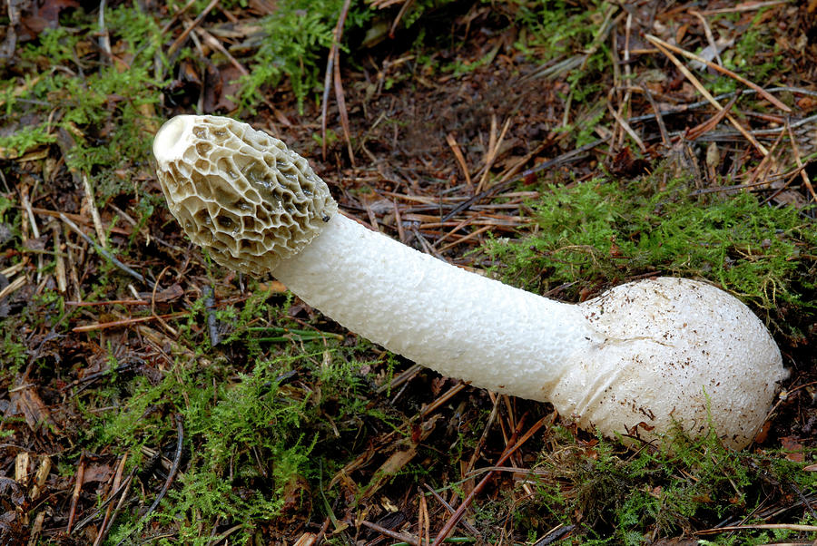 Mushroom Photograph - Stinkhorn Fungus (phallus Impudicus) by Nigel Downer