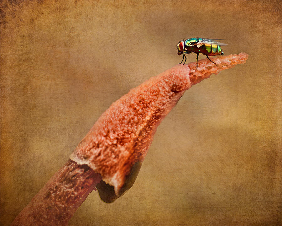 Insects Photograph - Stinkhorn Mushroom - Fly by Nikolyn McDonald