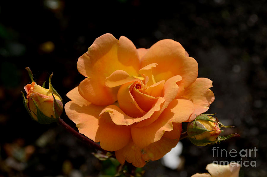 Rose Photograph - Stirling Roses by DejaVu Designs