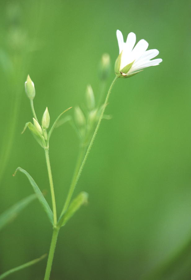 Stitchwort Flower Photograph by Simon Fraser/science Photo Library