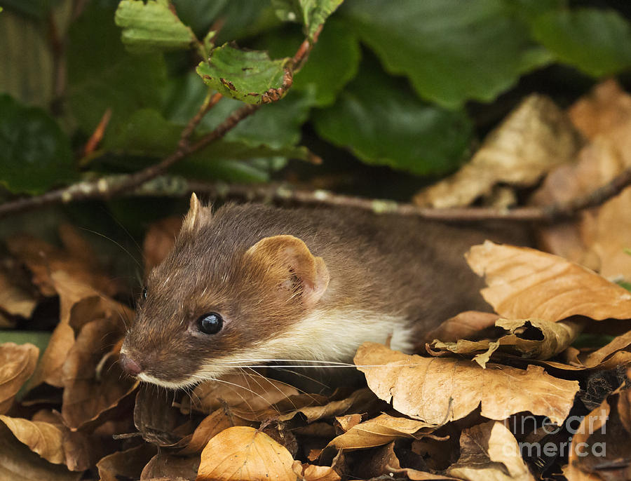 Stoat Photograph by Louise Heusinkveld