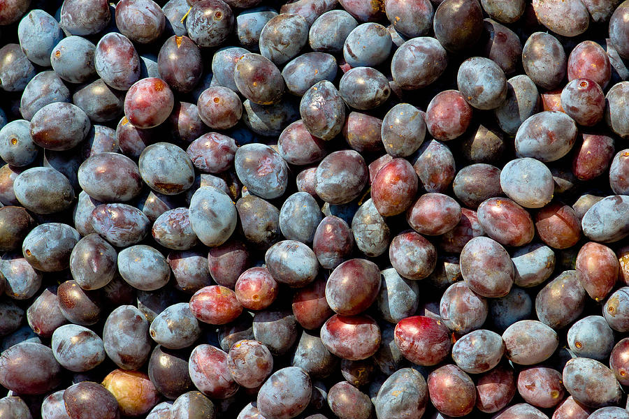 Stock of blue plums fruit Photograph by Brch Photography