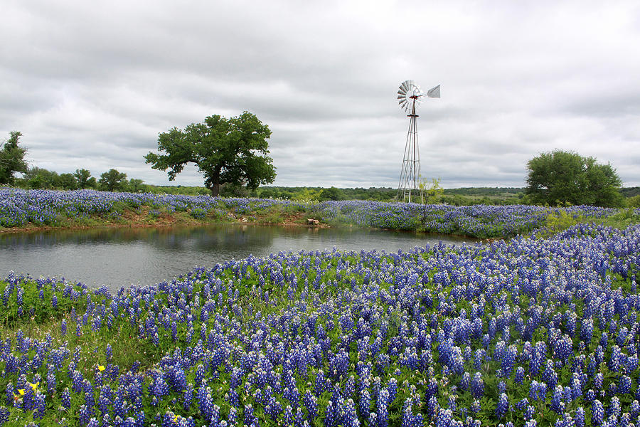 Stock Tank Bluebonnets Photograph by Ronnie Prcin