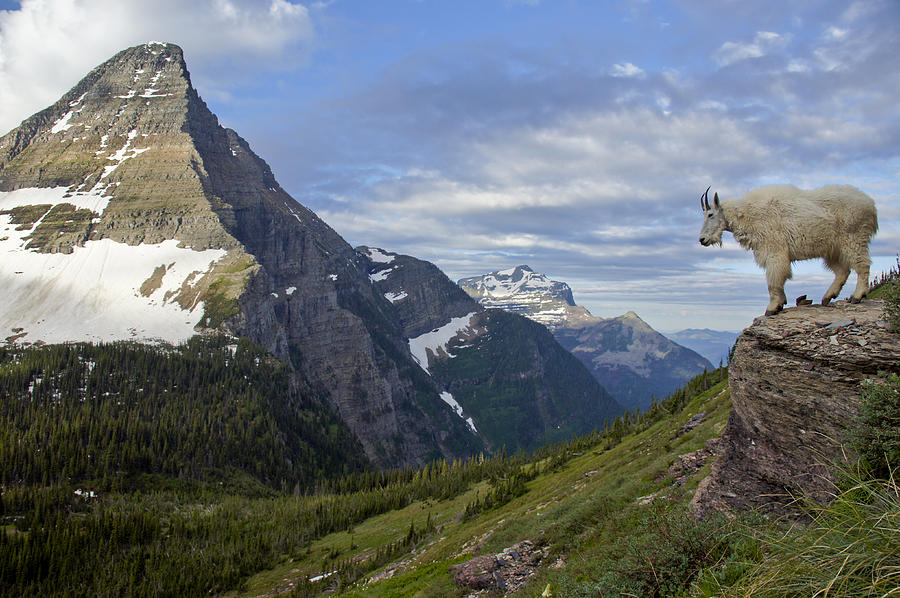 Stoic Mountain Goat Photograph by Brian Kamprath