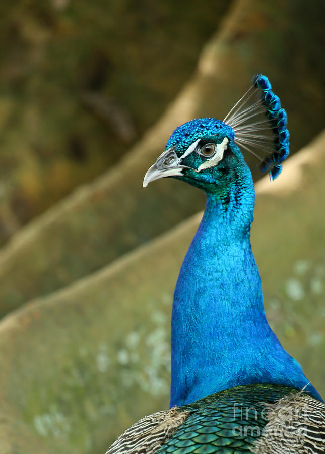 Stoic Peacock Photograph by Sabrina L Ryan