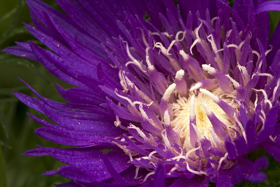 Stokesia Purple Parasol Photograph by Guy Shultz - Fine Art America