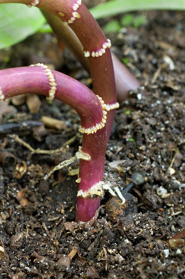 Stolons Of Lilium Nepalense by Dr Jeremy Burgess