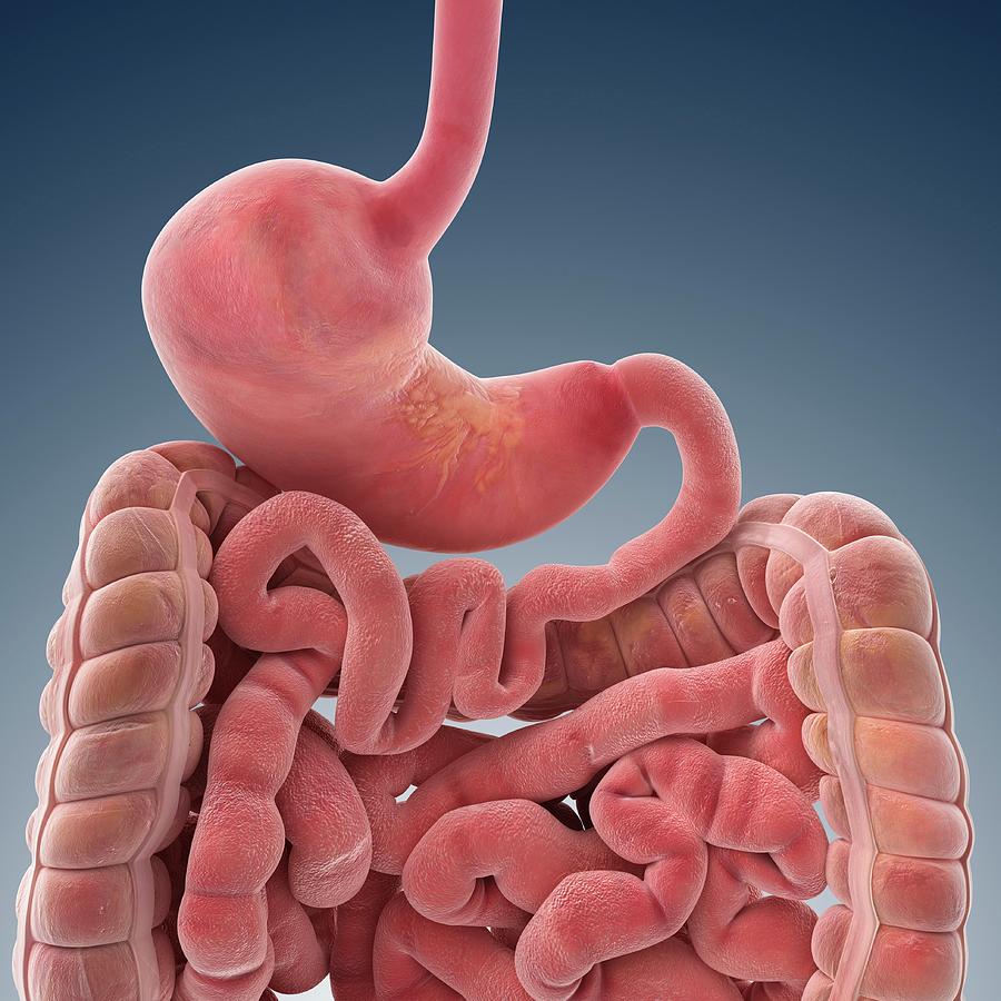 Top 97+ Images pictures of stomach and intestines Updated