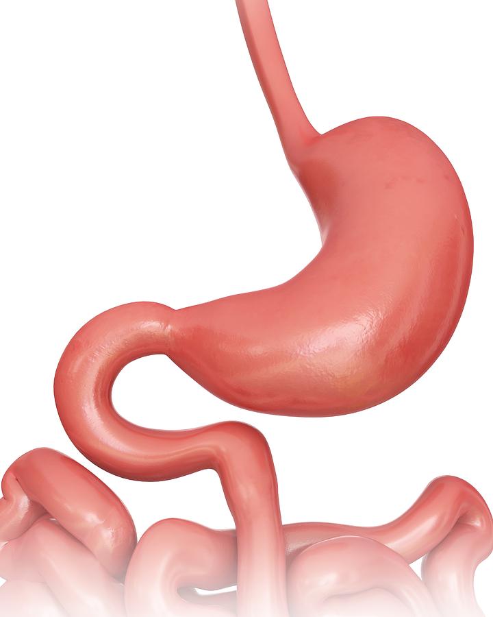 Stomach, illustration Drawing by Pixologicstudio/science Photo Library