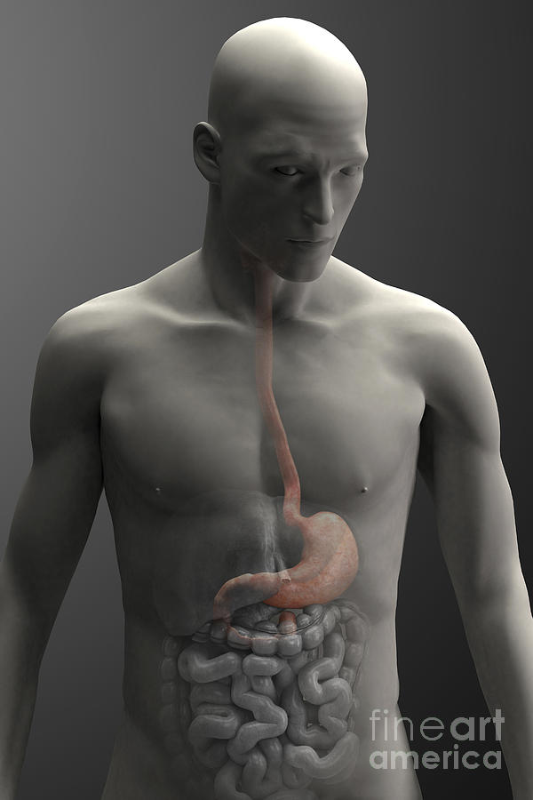 Stomach Male Photograph by Science Picture Co
