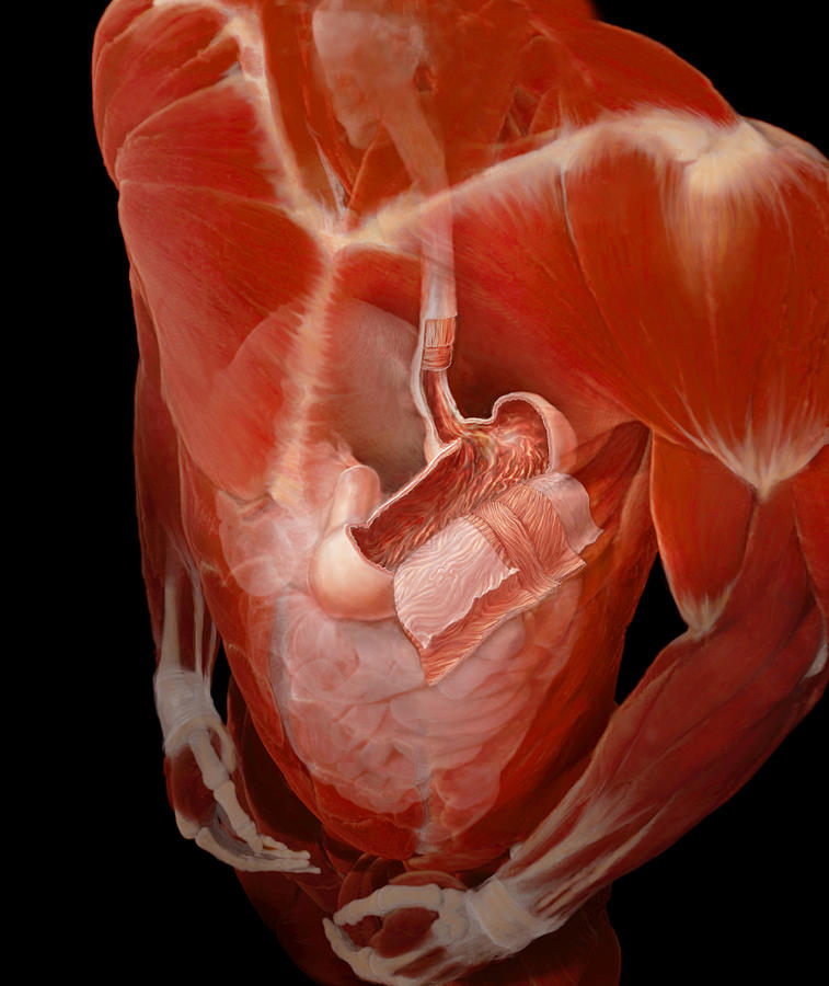 Stomach Muscles Photograph by Anatomical Travelogue