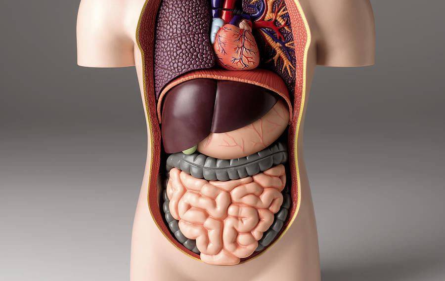 Stomach pain model Photograph by Peter Dazeley