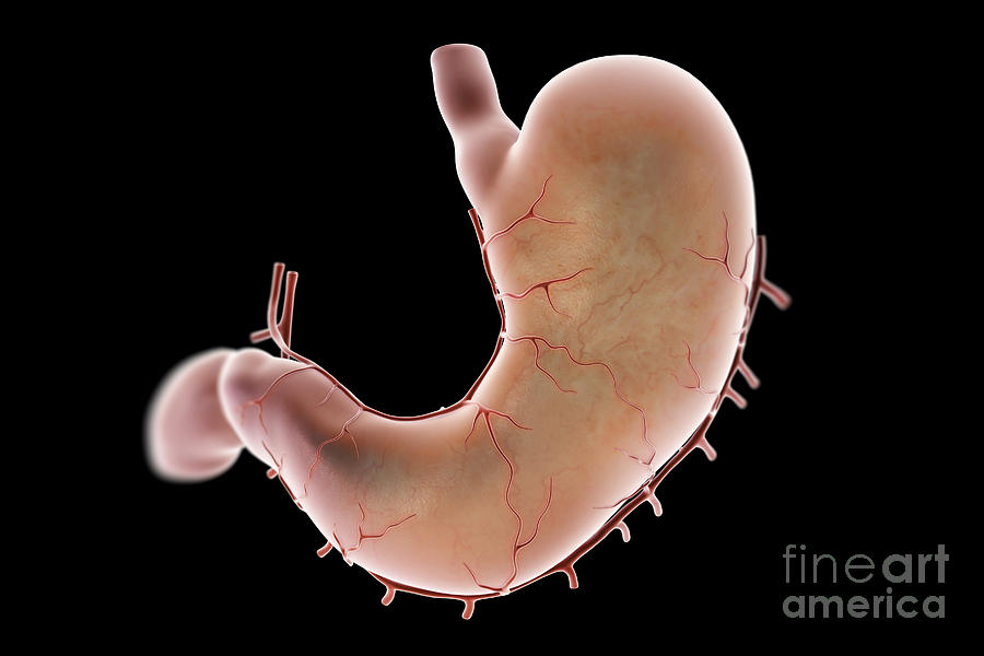 3d Visualization Photograph - Stomach by Science Picture Co
